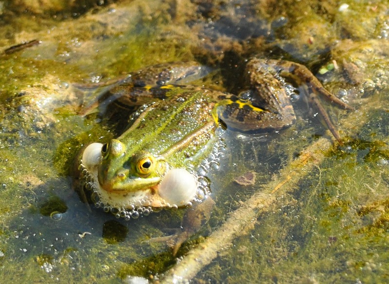 Rana verde - Pelophylax lessonae (prov. Treviso)